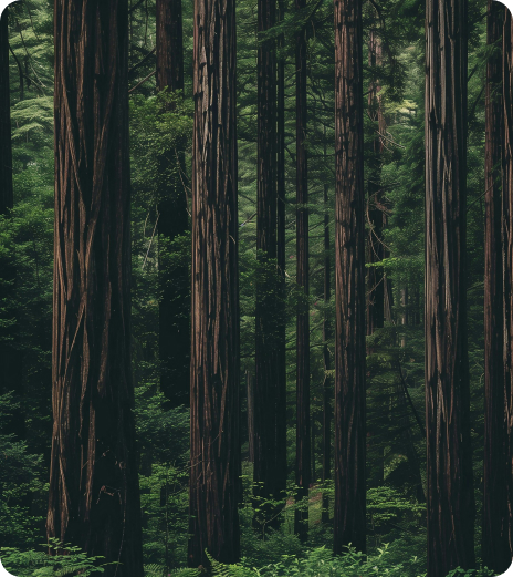 Explora nuestro bosque